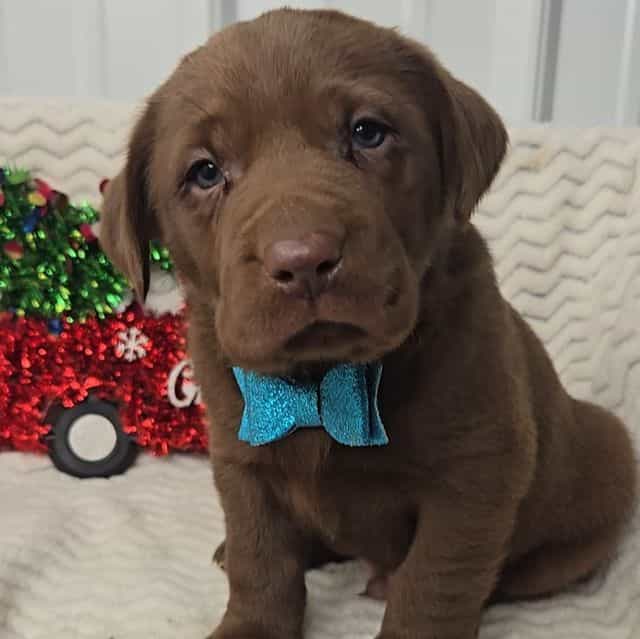 Blue bow - Labrador Retriever Male