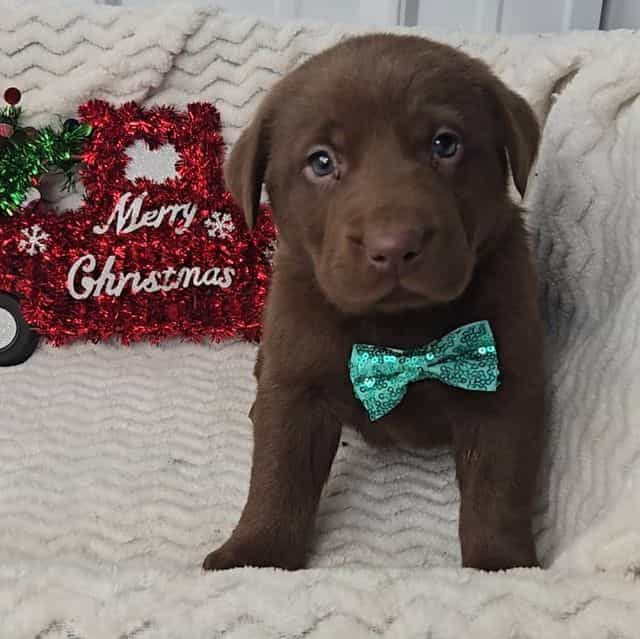 Green bow - Labrador Retriever Male