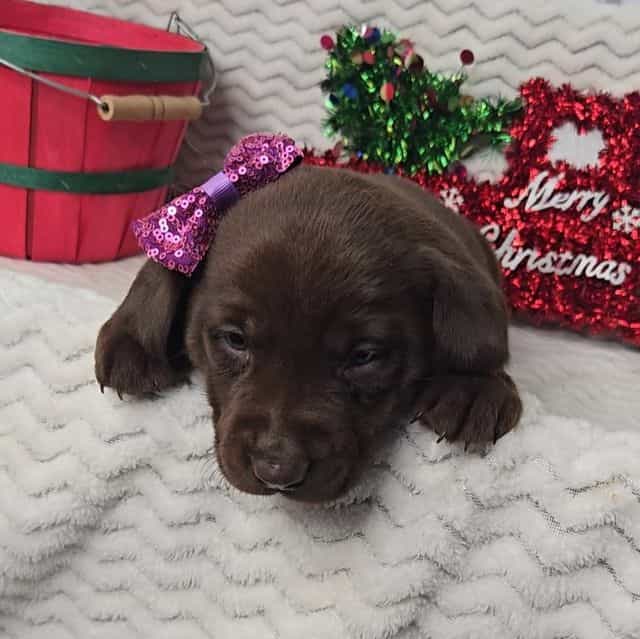 Purple bow - Labrador Retriever Female