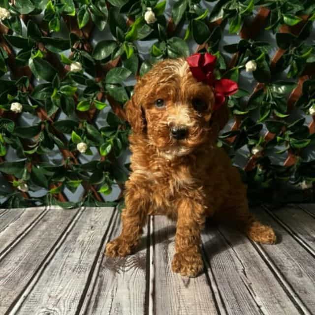 Sophia - Toy Poodle Female