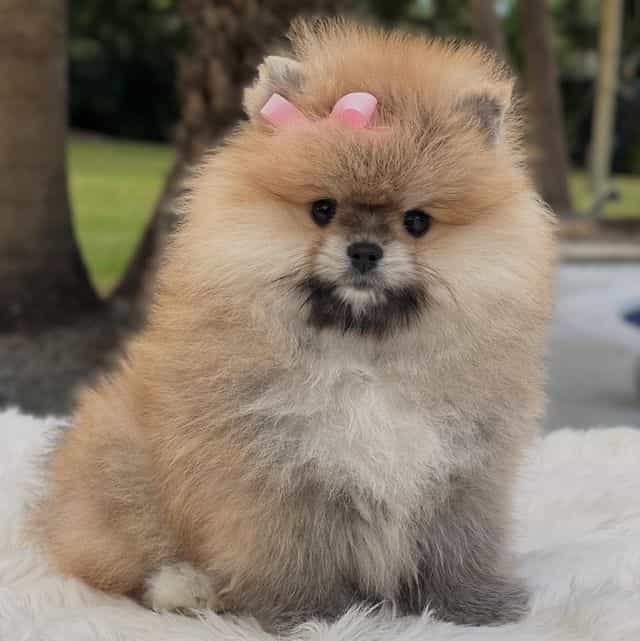 Lucy - Pomeranian Female