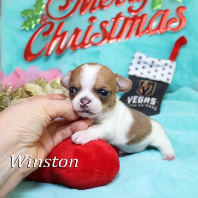 Winston - Chihuahua Male