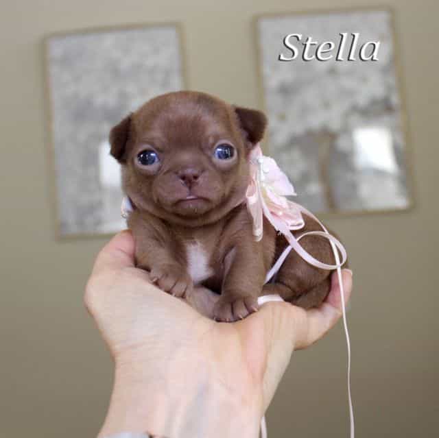 Stella - Chihuahua Female