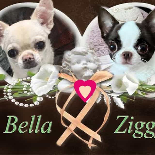 Stella - Chihuahua Female