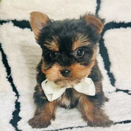 Teacup George - Yorkshire Terrier Male