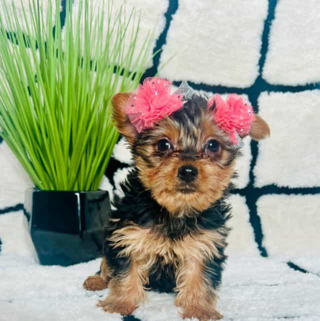 Ms. Lyfe - Yorkshire Terrier Female
