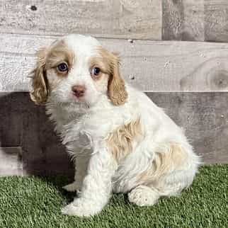 Cruz - Cavapoo Male