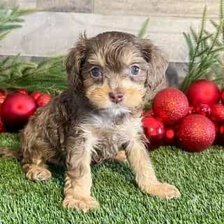Easton - Cavapoo Male