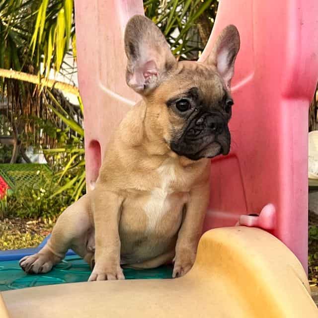 Monty  - French Bulldog Male