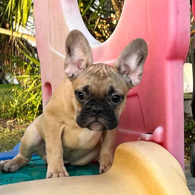 Monty  - French Bulldog Male