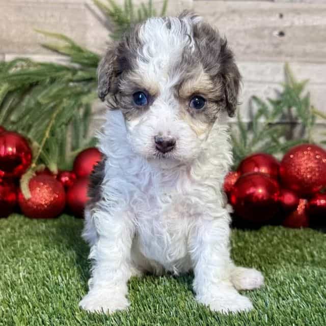 Kingston - Cavapoo Male