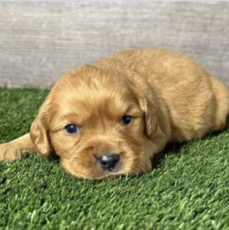Navy - Golden Cavalier Female