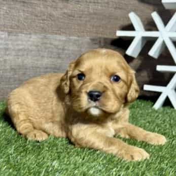 Niko - Golden Cavalier Male