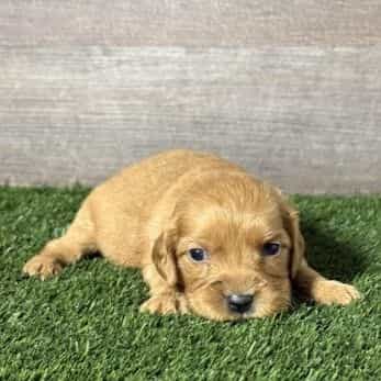 Nellie - Golden Cavalier Female