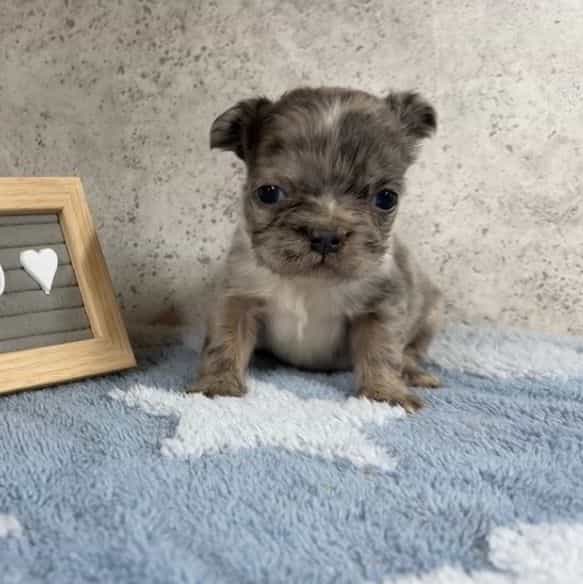 Nancy - French Bulldog Female