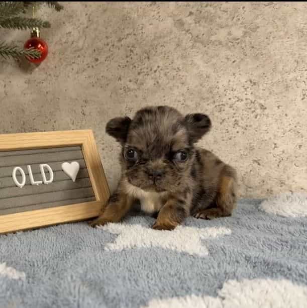 Robin - French Bulldog Female