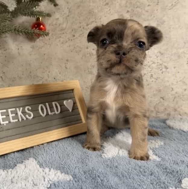 Kali - French Bulldog Female