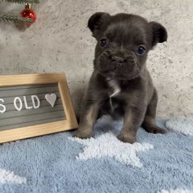 Joyce - French Bulldog Female