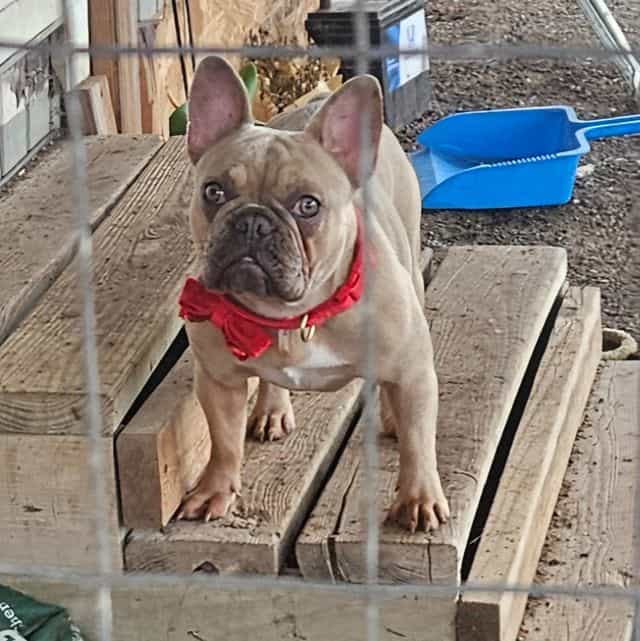 Wanda - French Bulldog Female