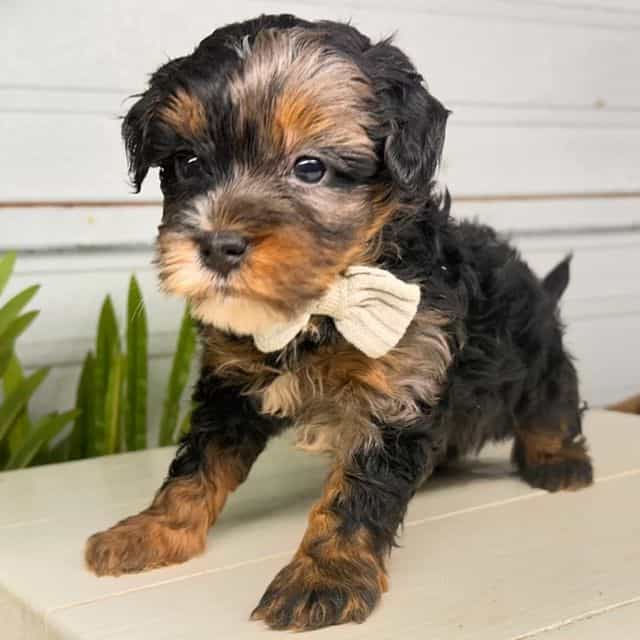 Shadow - Bernedoodle Male