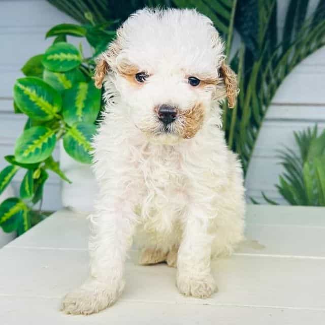 Kira - Goldendoodle Female