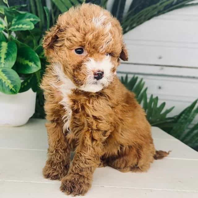 Haley - Goldendoodle Female