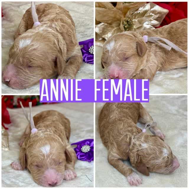 Annie - Standard Poodle Female