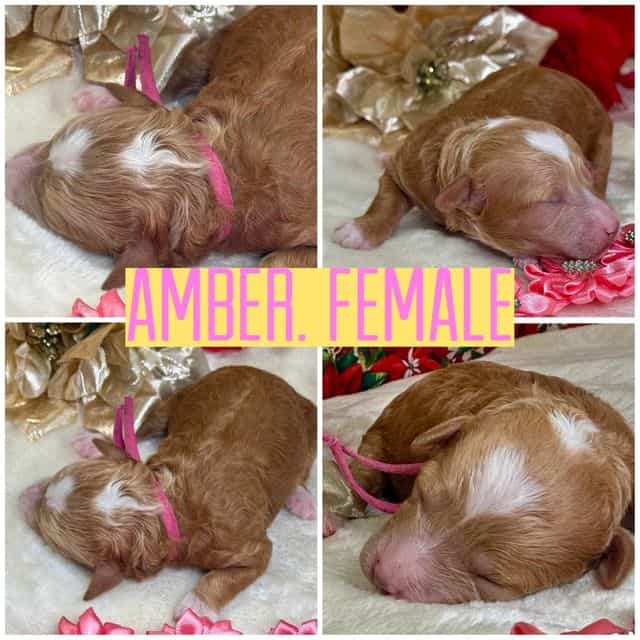 Amber - Standard Poodle Female