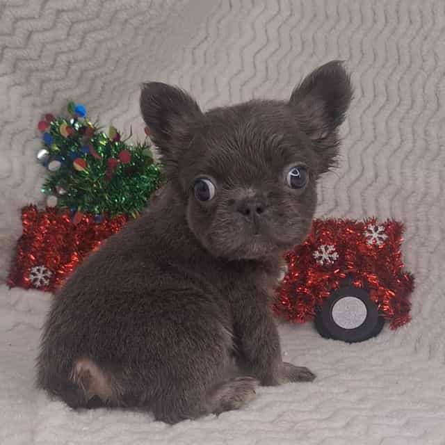 Teddy - French Bulldog Male