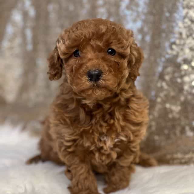 Cassie - Toy Poodle Female