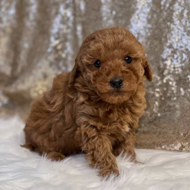 Curly - Toy Poodle Male