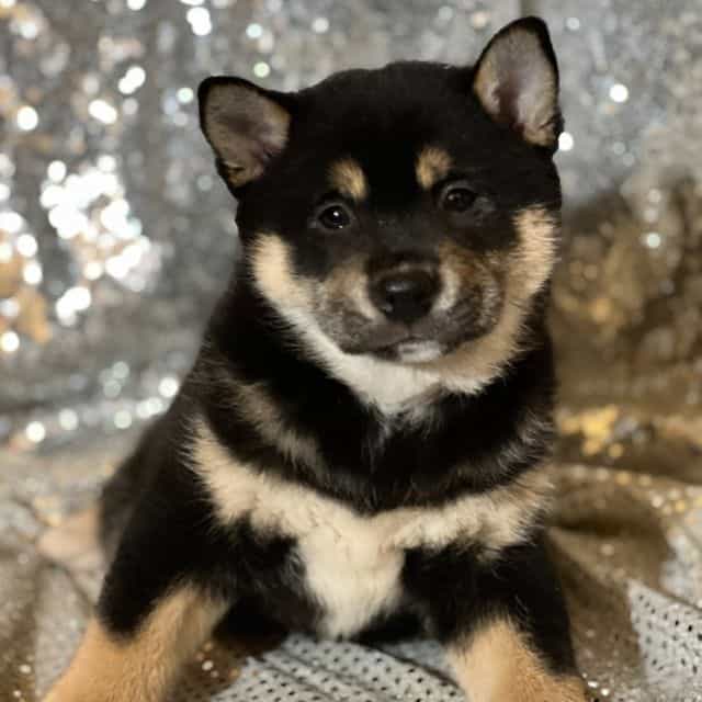 Tommy - Shiba Inu Male