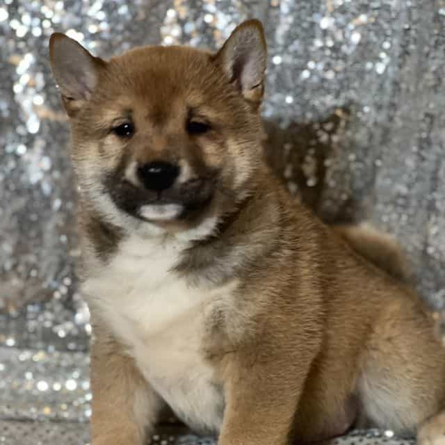 Topher - Shiba Inu Male