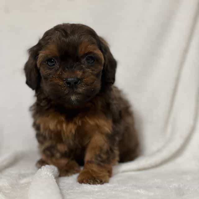 Axel - Shih-Poo Male