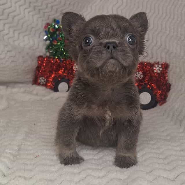 Teddy - French Bulldog Male