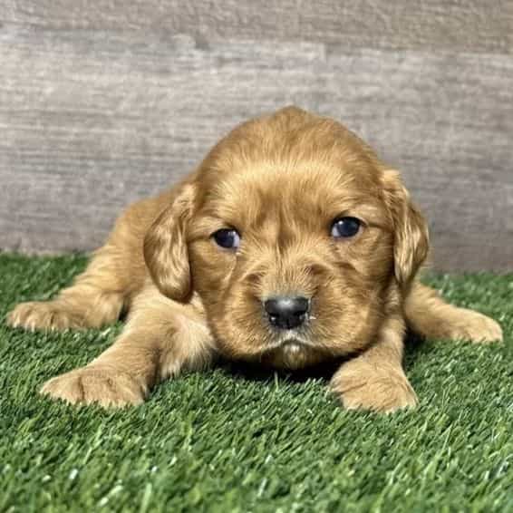 Nola - Golden Cavalier Female