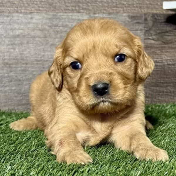 Nila - Golden Cavalier Female