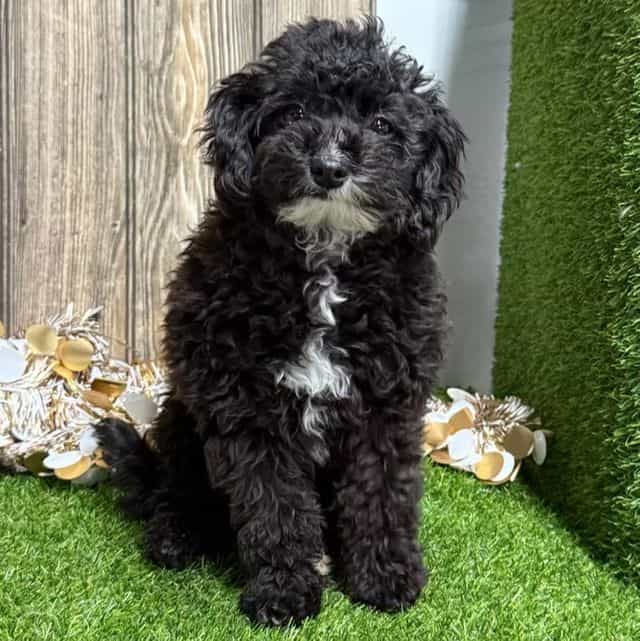 Iris - Havapoo Female