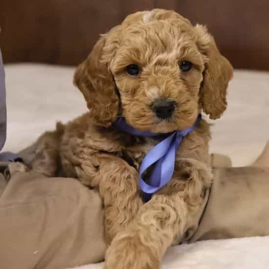 Charlie - Goldendoodle Male