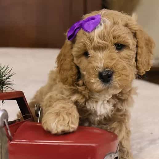 Holly - Goldendoodle Female