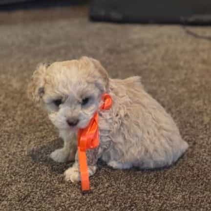 Girl 1 - Double Doodle Female