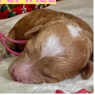 Amber - Standard Poodle Female