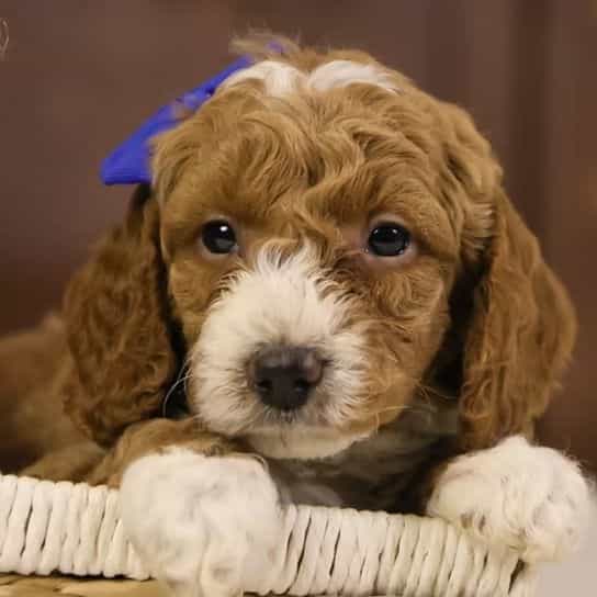 Ralphie - Goldendoodle Male