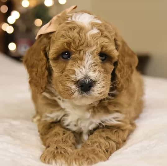 Twinkle - Goldendoodle Female