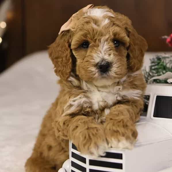 Twinkle - Goldendoodle Female