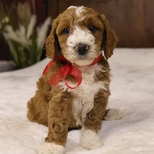 Yeti - Goldendoodle Male