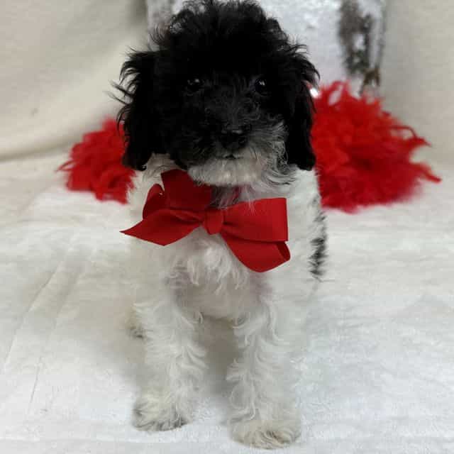 Cici Red Boy - Toy Poodle Male