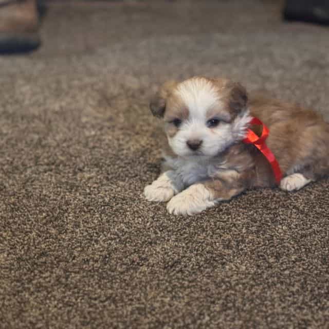 Girl 2 - Double Doodle Female