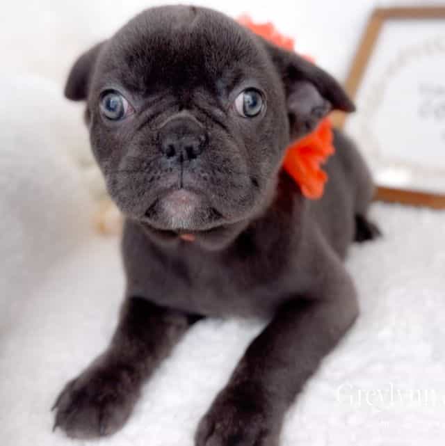 Vixen - French Bulldog Female