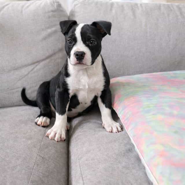 Daphne - American Bully Female
